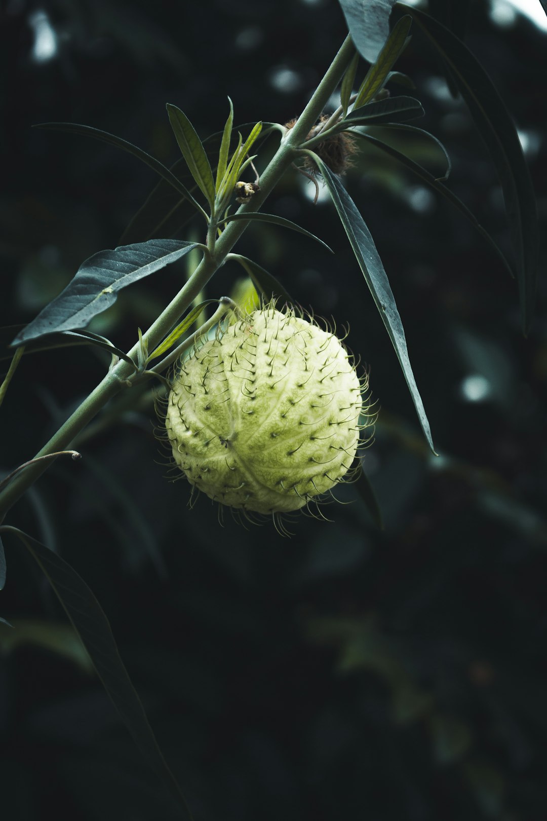 green round fruit in close up photography