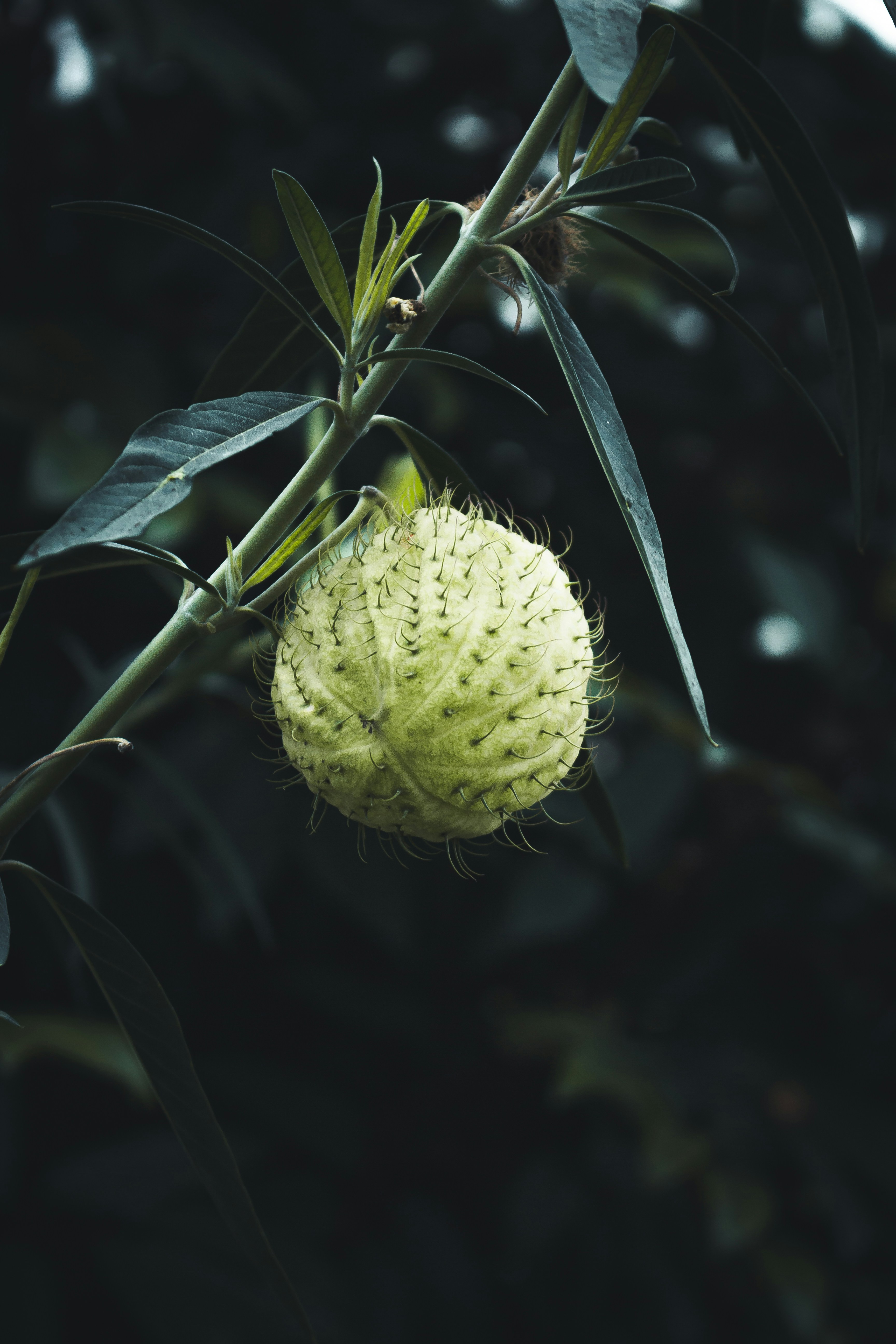 Botanic #05