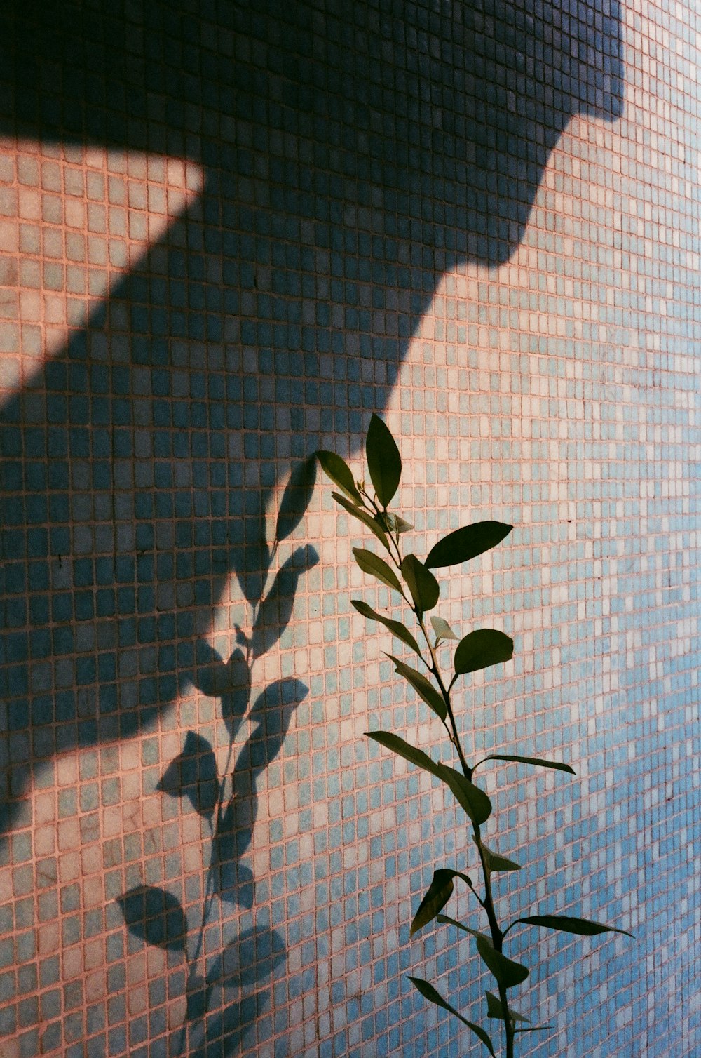 green plant on white wall