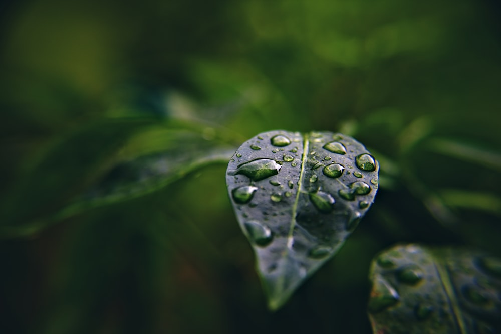 water droplets on green leaf