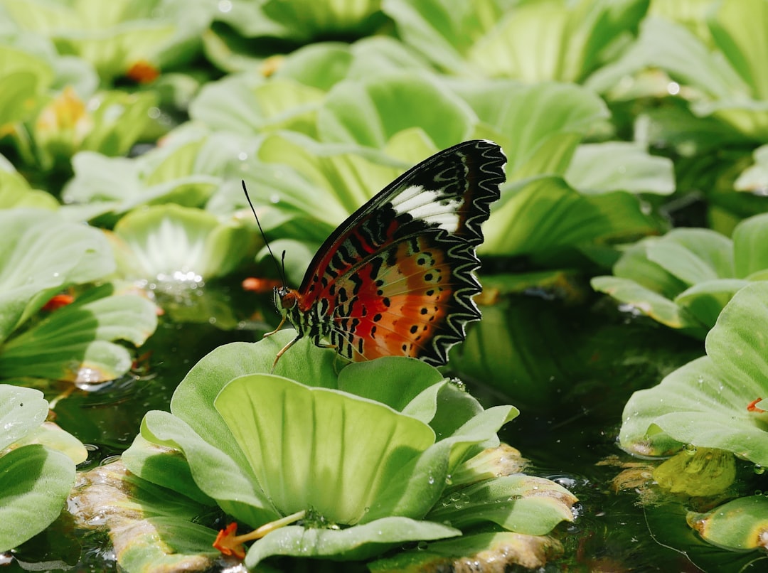 white black and red butterfly perched on green leaf