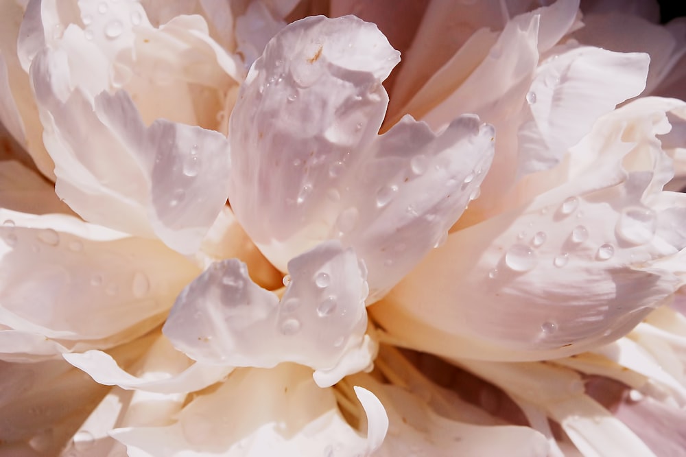 white flower with water droplets