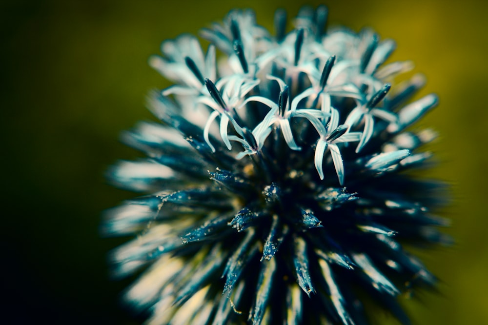 white and black flower in macro lens photography