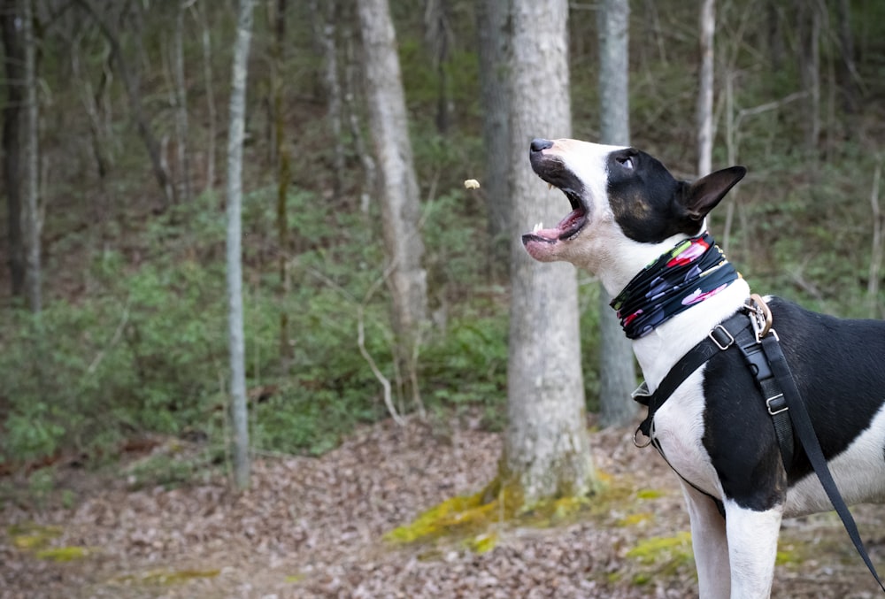 black and white short coat dog standing on brown dried leaves during daytime