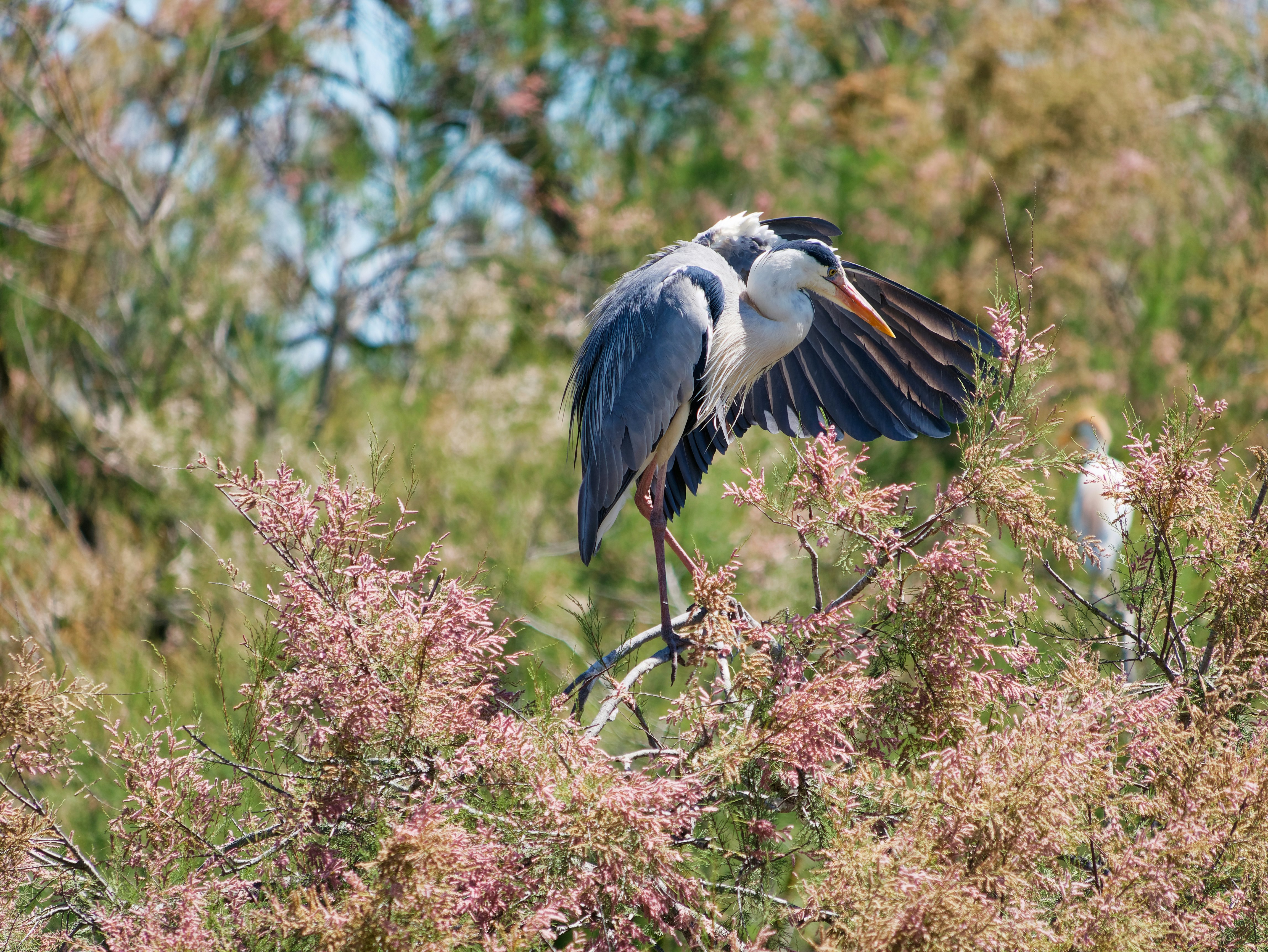 Grey Heron, during spring in an open Ornithological park in France.