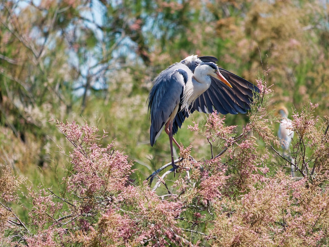 Wildlife photo spot Pont de Gau Aix-en-Provence