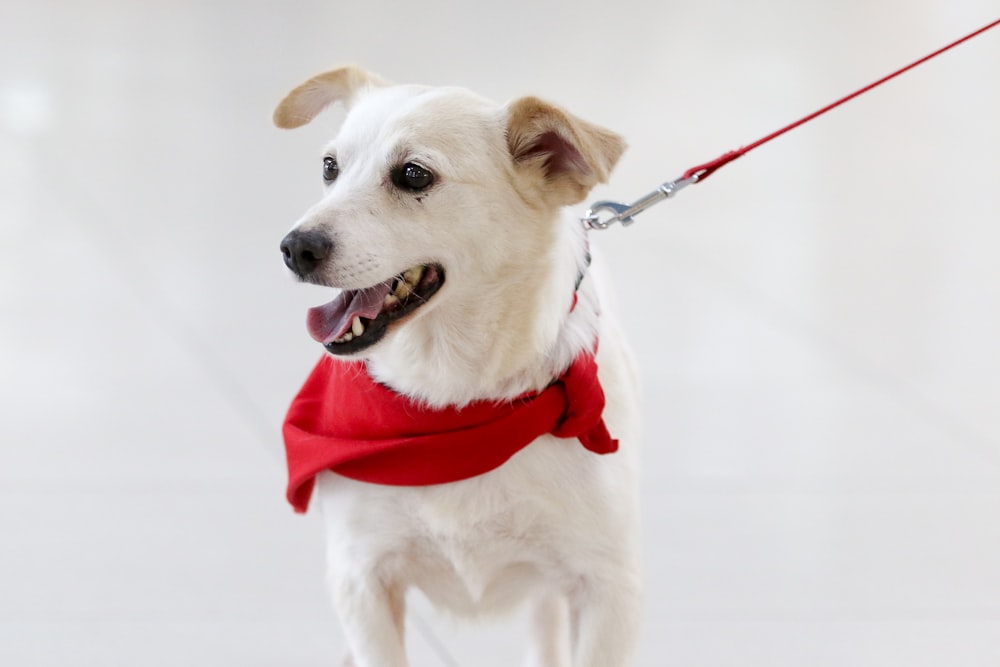 赤いスカーフを巻いた白いショートコートの犬