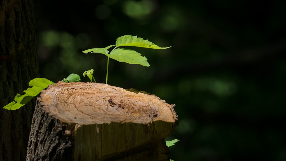 green leaf on brown tree branch