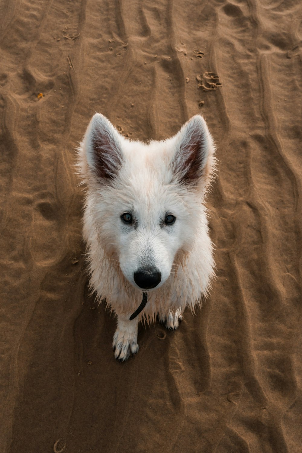 white long coated dog on brown textile