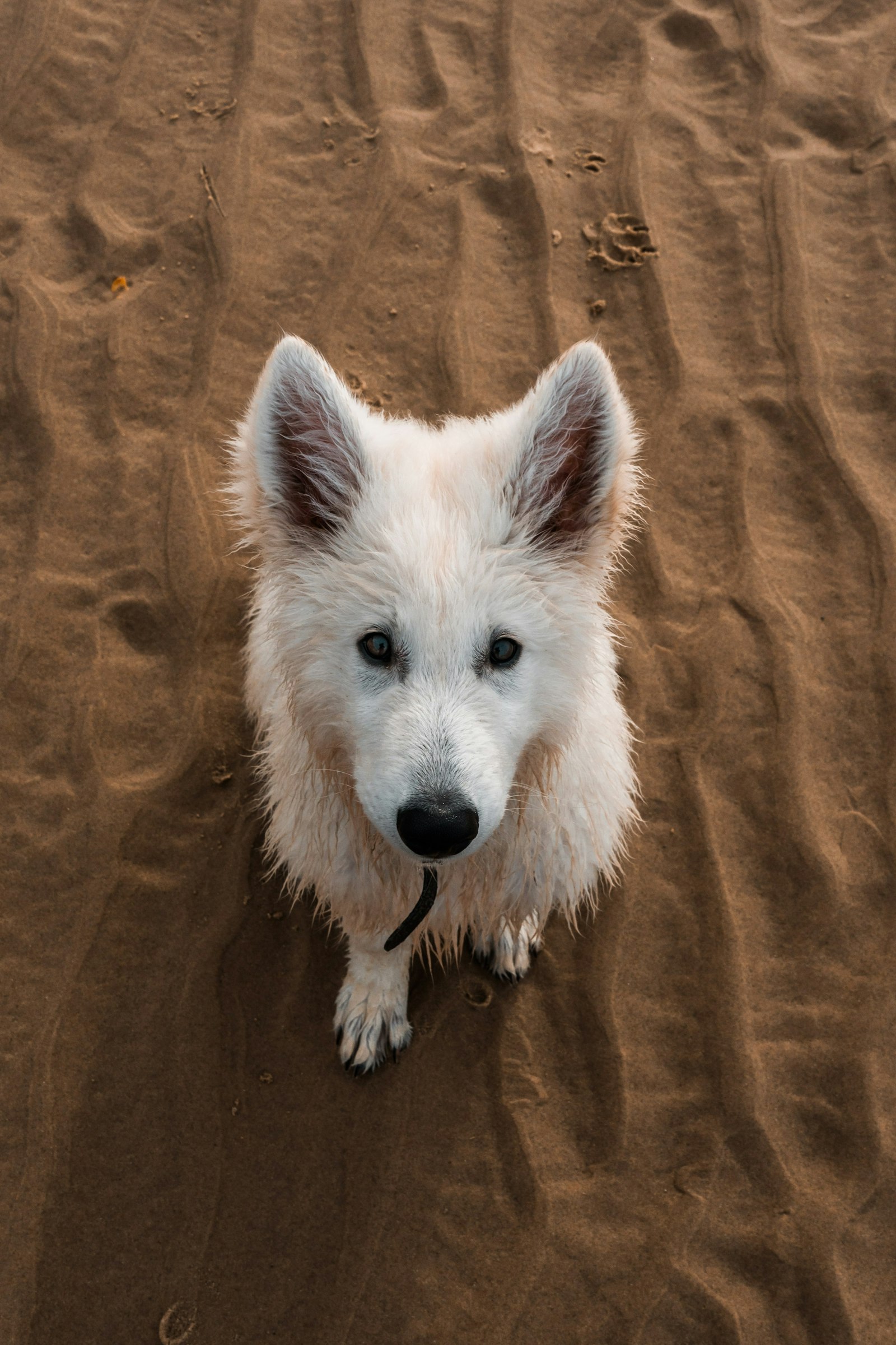 Sony a6300 + Sony E 18-135mm F3.5-5.6 OSS sample photo. White long coated dog photography