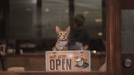 brown tabby cat on brown wooden table