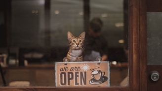 brown tabby cat on brown wooden table