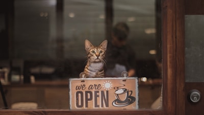 brown tabby cat on brown wooden table