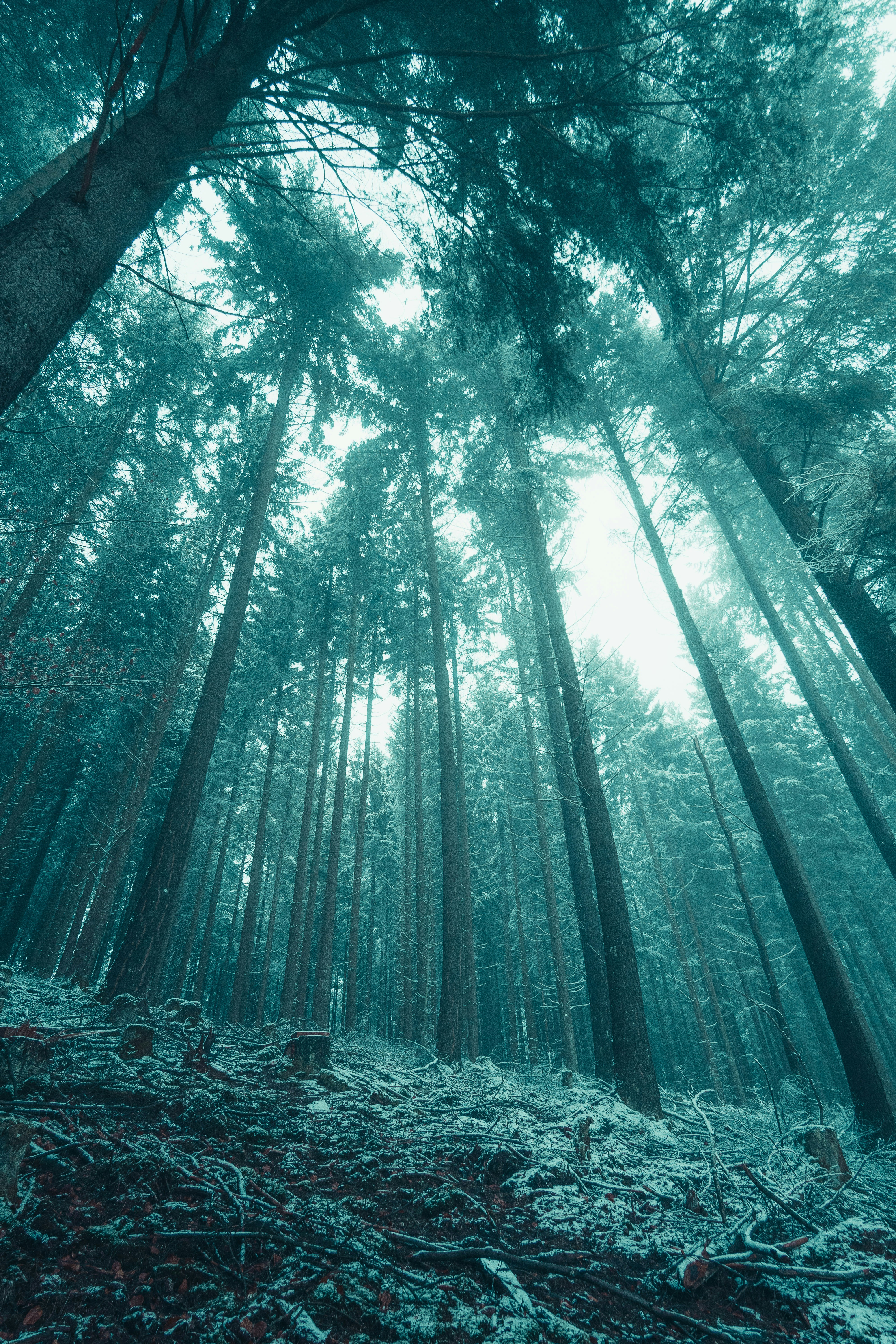 Bamboo Furniture Maintenance Essential Tips and Techniques Soluções