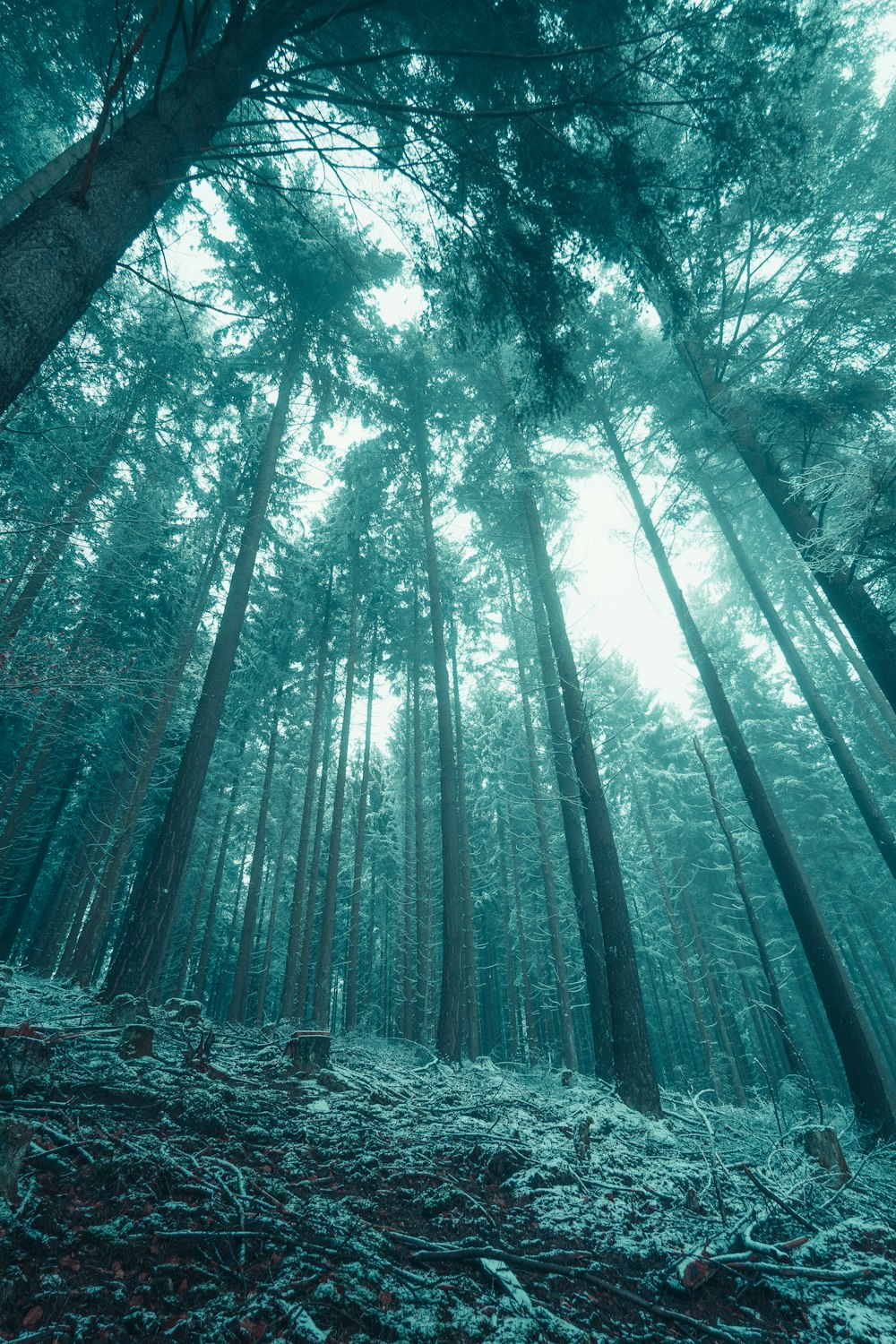Graustufenfoto von Bäumen im Wald