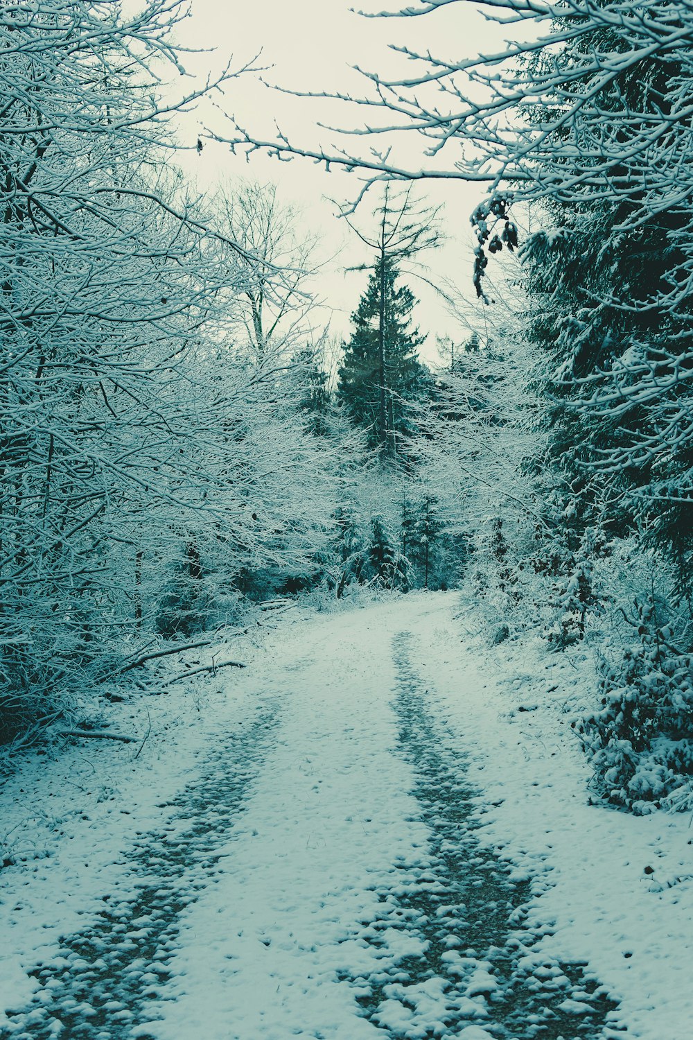 snow covered pathway between trees during daytime