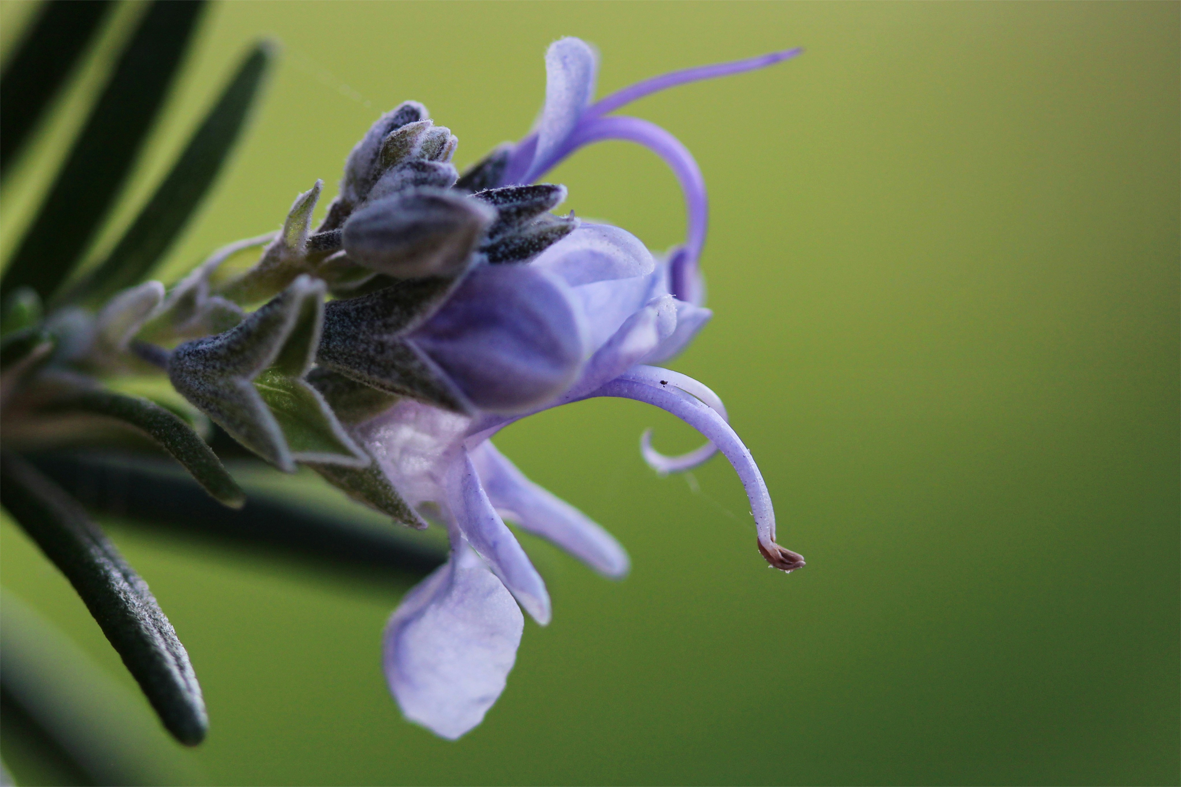 Photo by camillaparetti