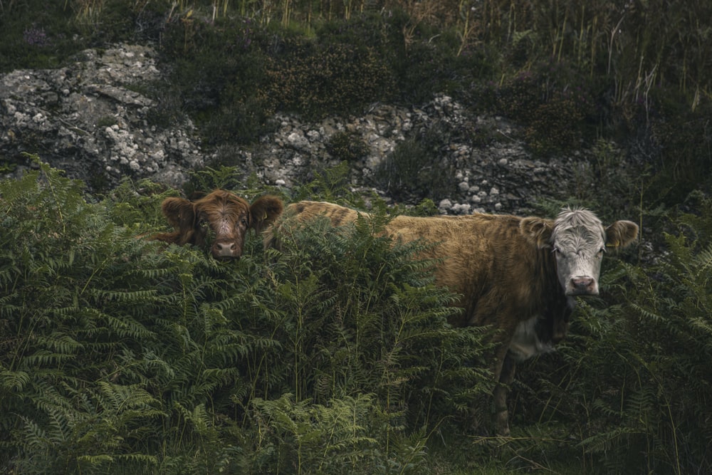 brown cow lying on green grass during daytime