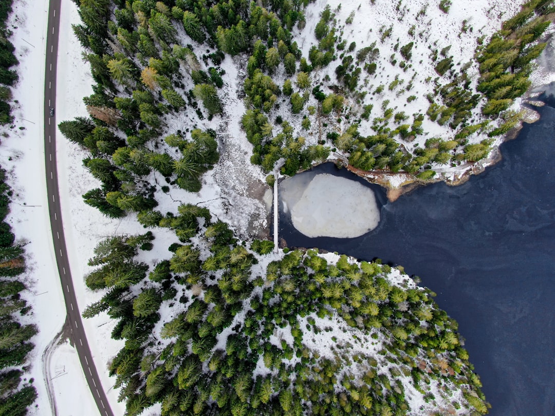 green trees on white snow covered ground