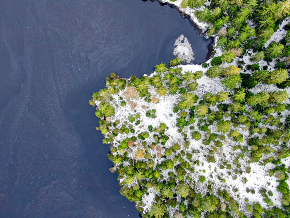 Vue aérienne des arbres verts sur l’île pendant la journée