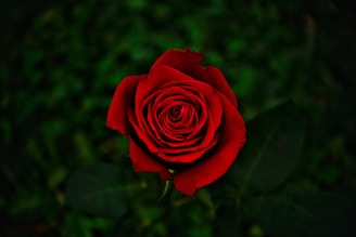 red rose in bloom during daytime