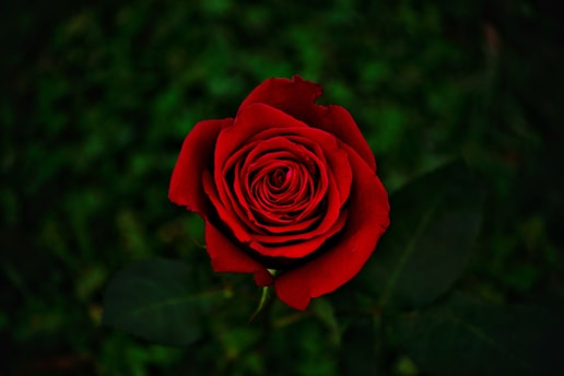 red rose in bloom during daytime