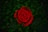 red rose in bloom during daytime