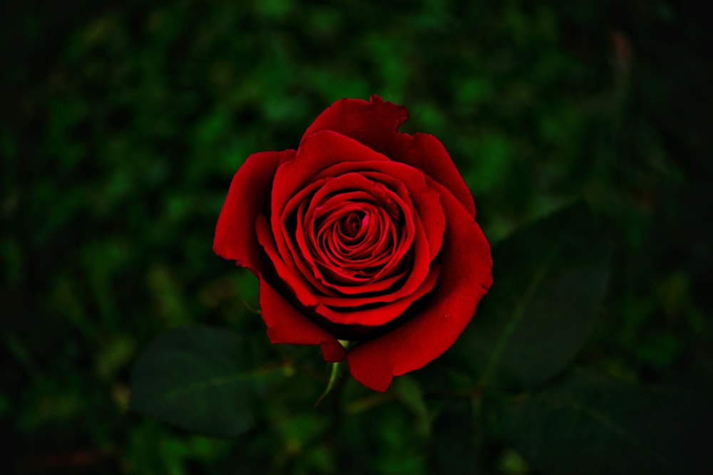 red rose in bloom during daytime