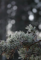 Hands joined in a circle, frost-tipped pine branches in the background.
