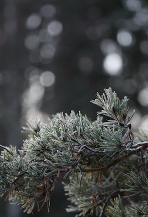 Hands joined in a circle, frost-tipped pine branches in the background.