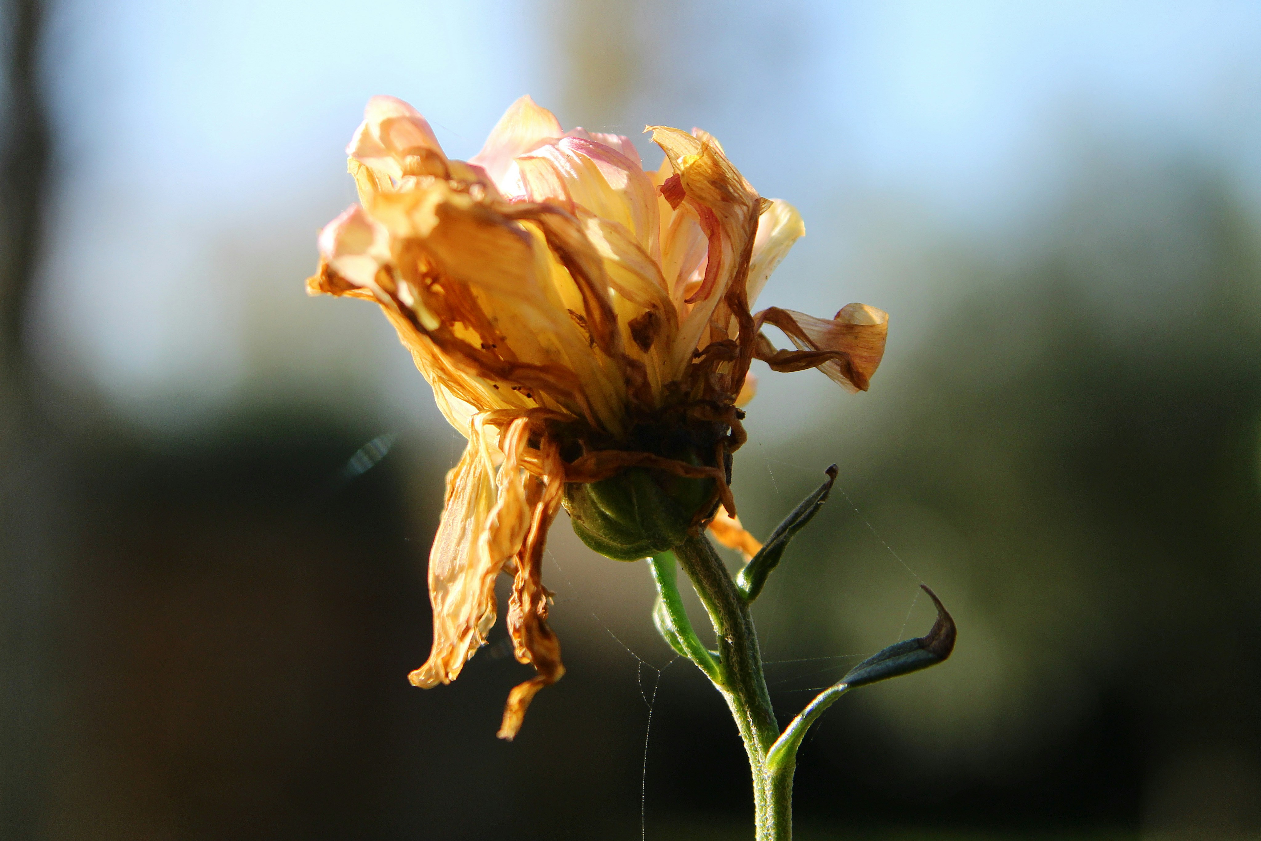 Photo by camillaparetti