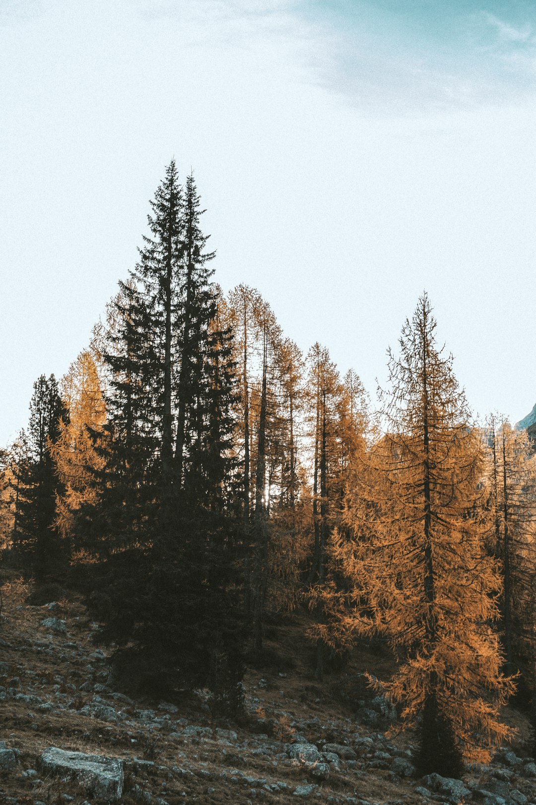 green and brown trees under white sky