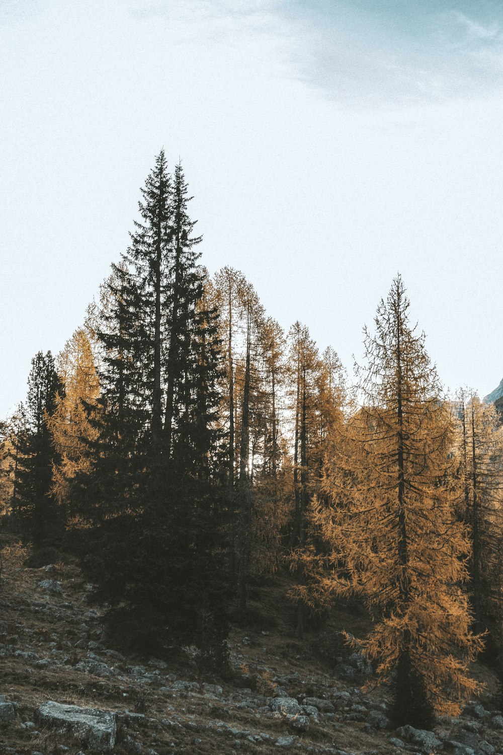 green and brown trees under white sky