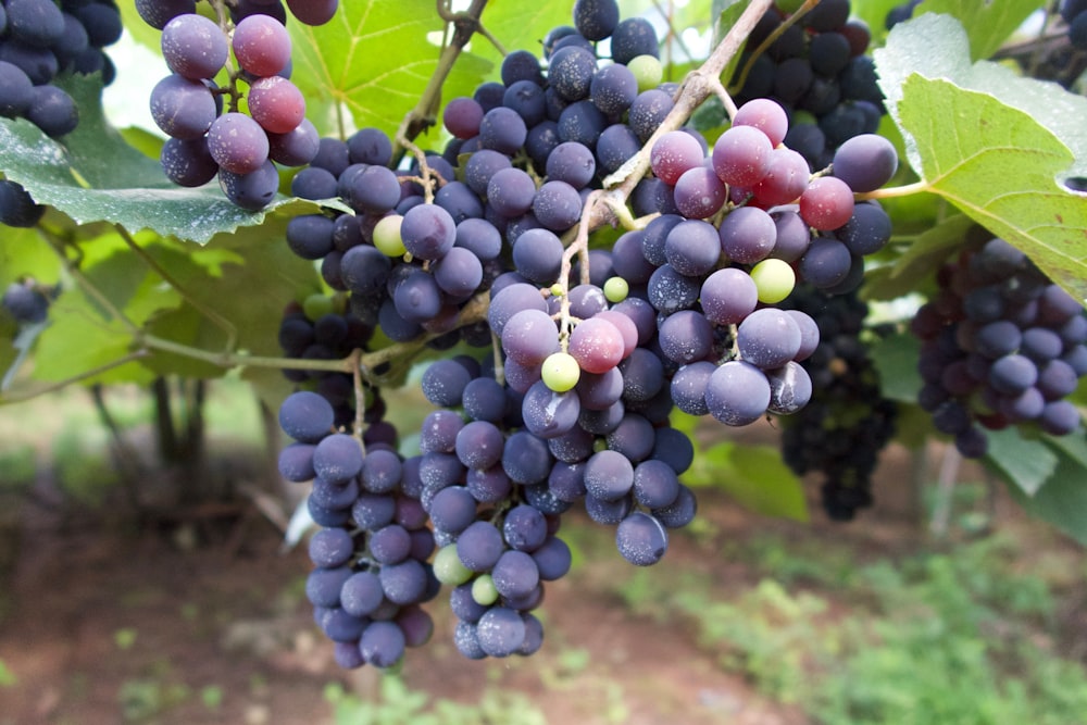 purple grapes on green grass during daytime