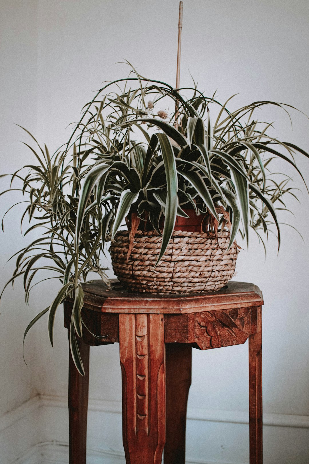 green plant on brown wooden stool