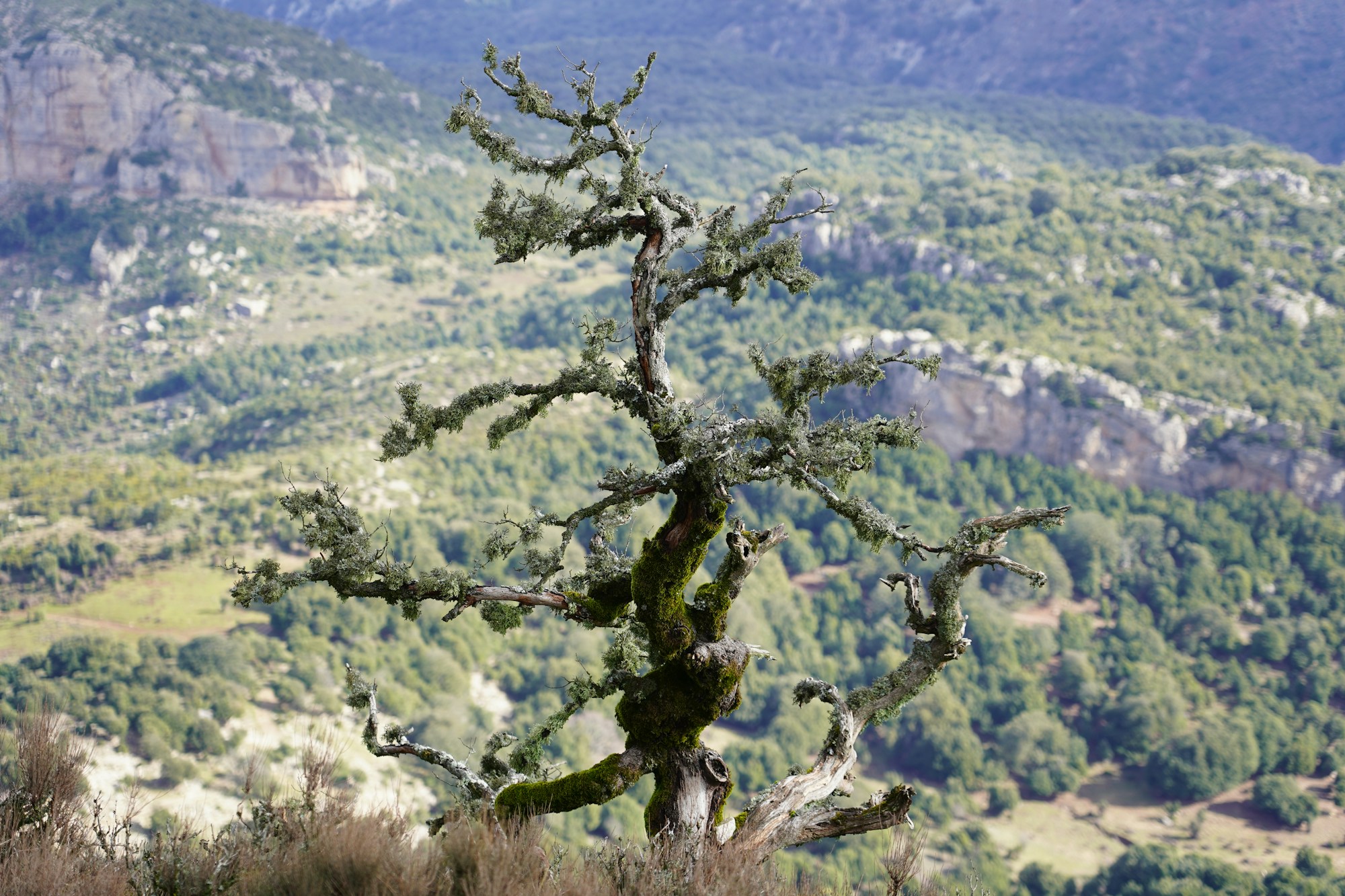 Exploring Nuoro: Your Guide to the Charming Sardinian Town