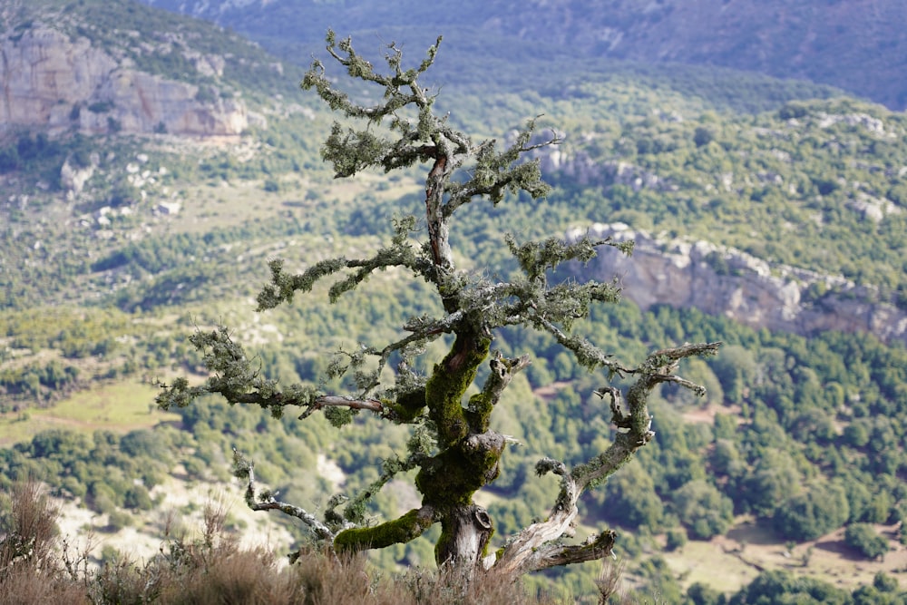 green tree on hill during daytime