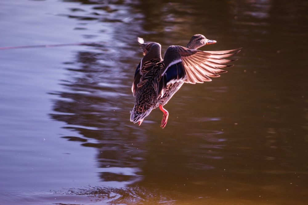 black and white duck flying over the water during daytime