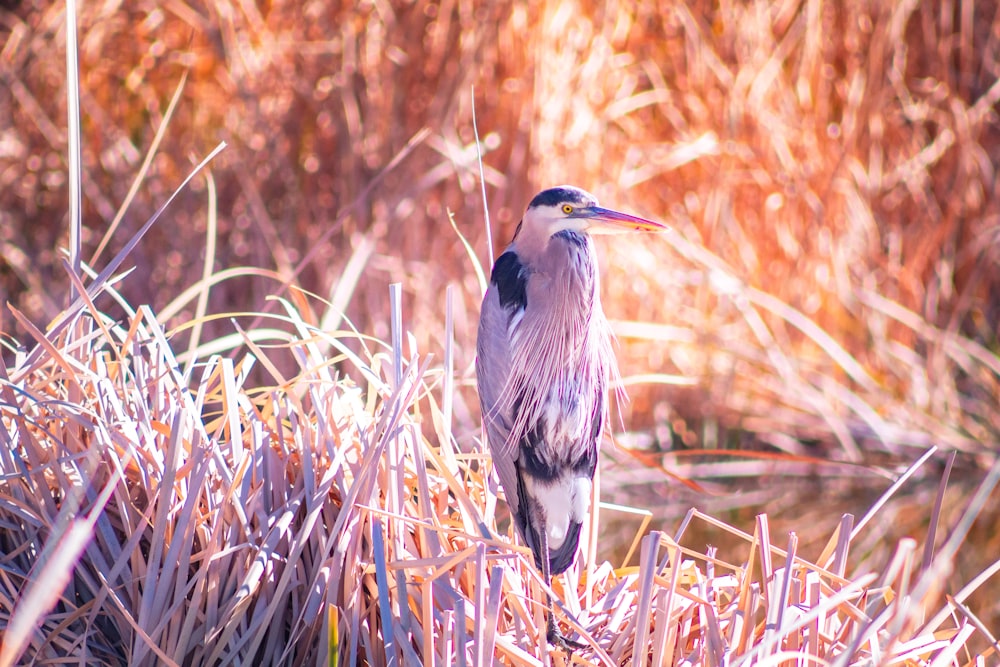 black and white bird on brown grass during daytime