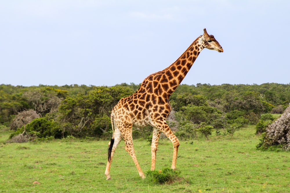 giraffa in piedi sul campo di erba verde durante il giorno