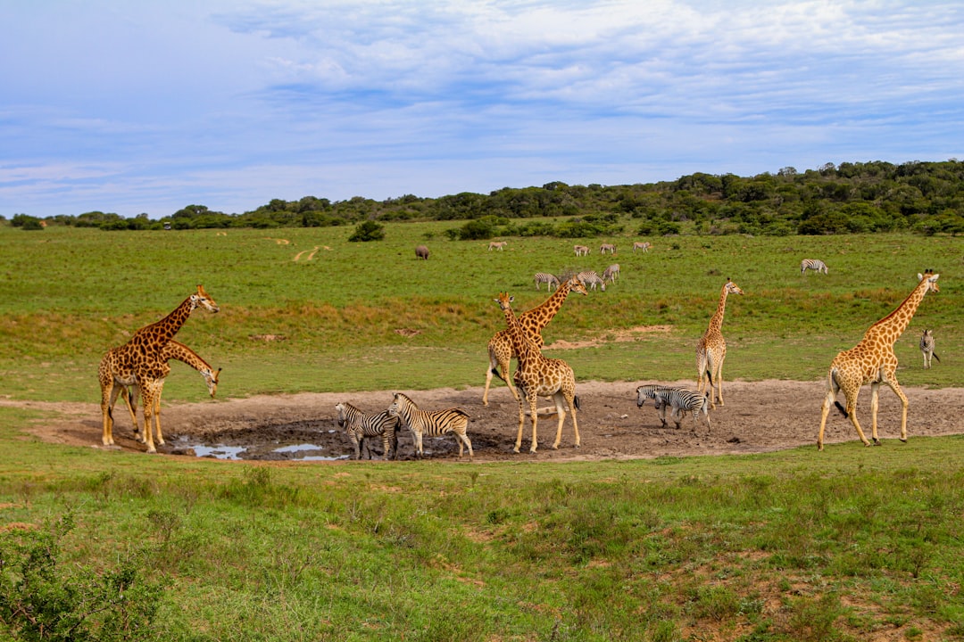 Wildlife photo spot Amakhala Bush Lodge Port Alfred