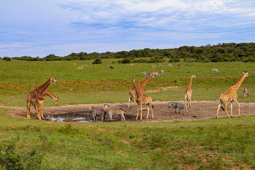 travelers stories about Wildlife in Amakhala Bush Lodge, South Africa
