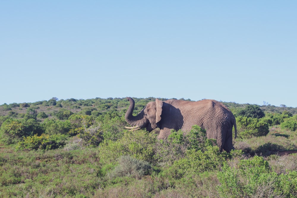 brown elephant on green grass field during daytime