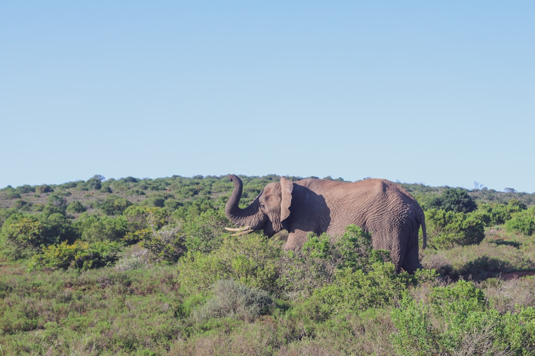 Wildlife photo spot Amakhala Bush Lodge Addo Elephant National Park