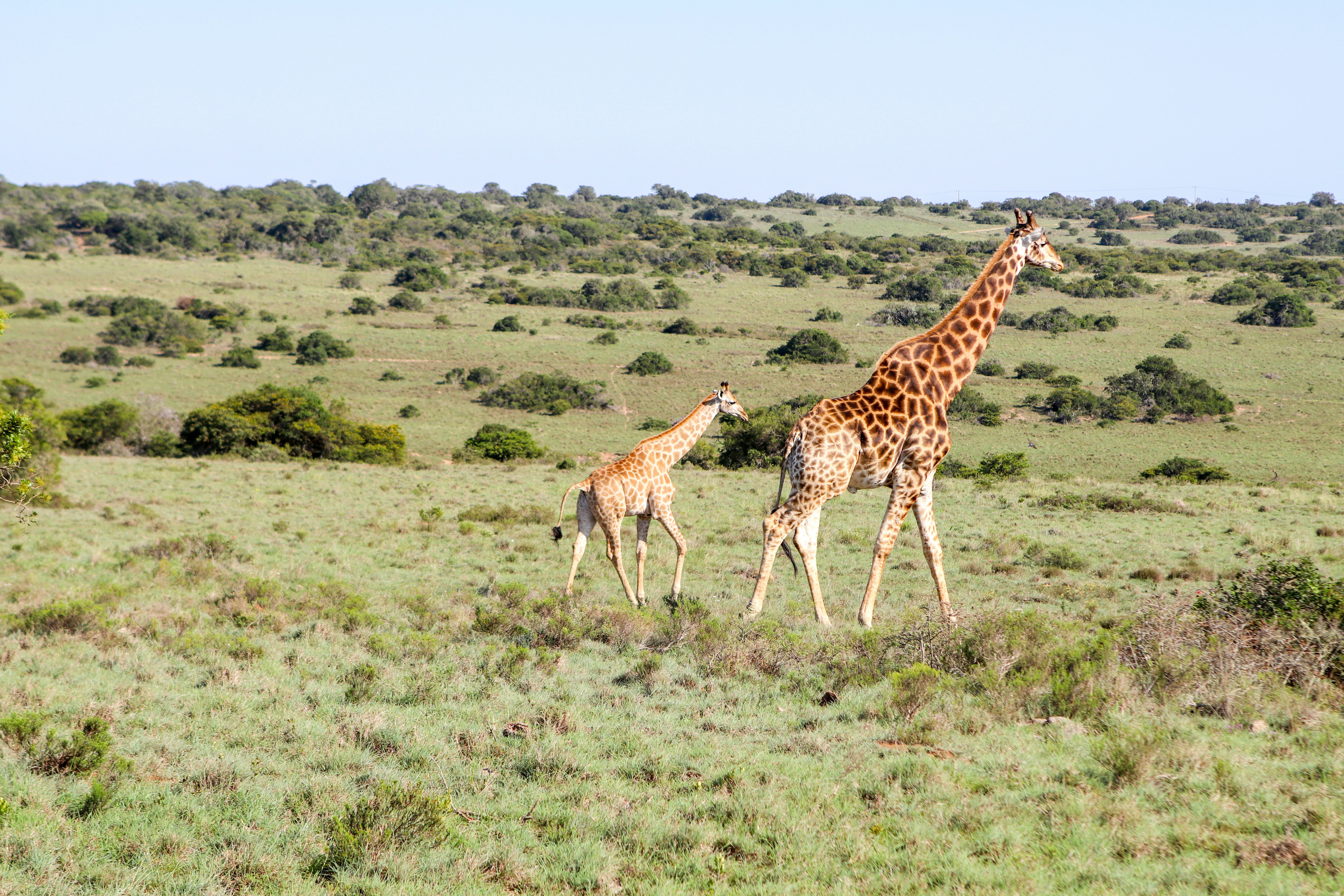Giraffe in the wild with baby Giraffe