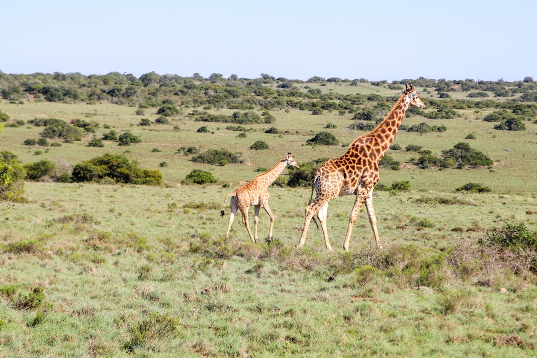 Wildlife photo spot Amakhala Game Reserve Port Elizabeth