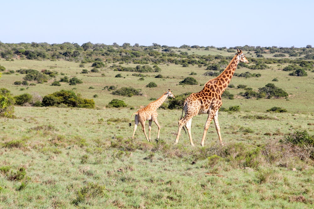 brown giraffe on green grass field during daytime