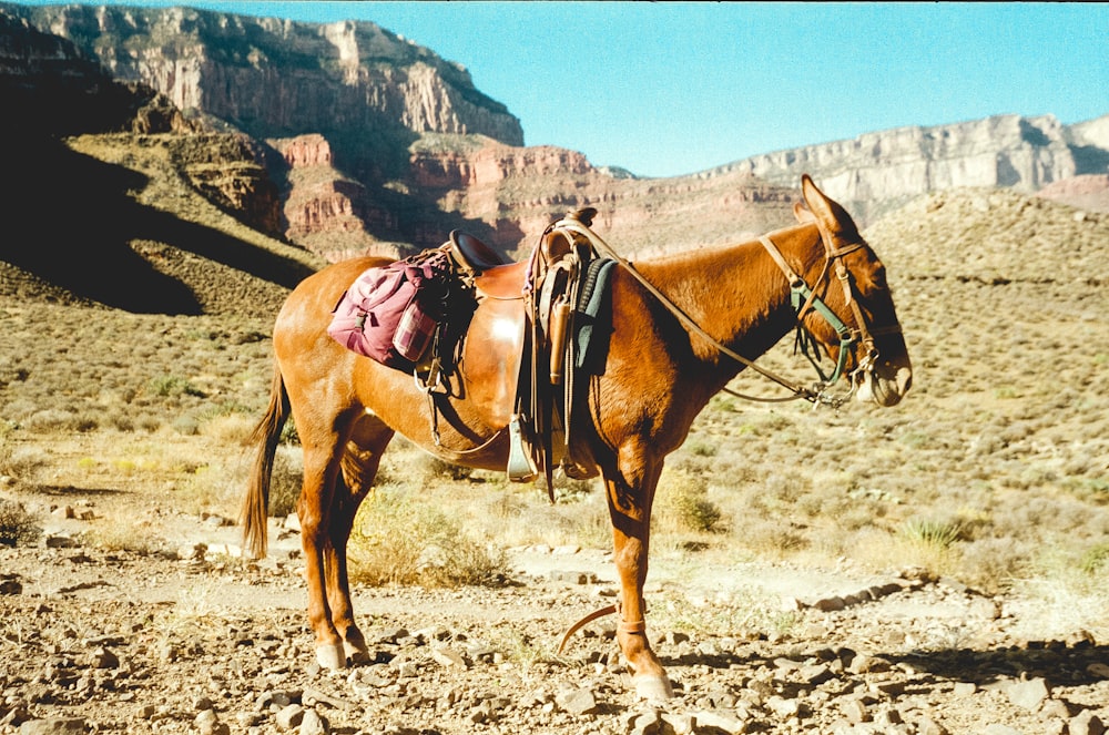 brown horse on brown field during daytime