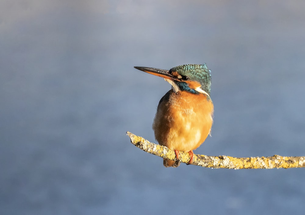 brown and green bird on brown tree branch