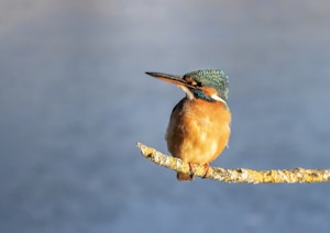 brown and green bird on brown tree branch